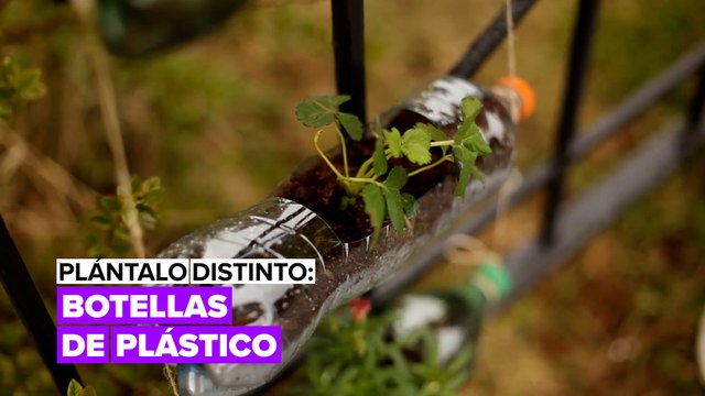 Plántalo distinto: reciclando botellas de plástico
