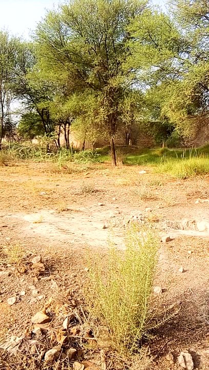 Punjab pakistan