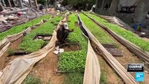 En medio de la crisis alimentaria en Gaza se construyen huertos para paliar el hambre