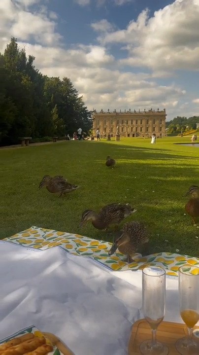 Flock of Ducks Join Couple's Birthday Picnic