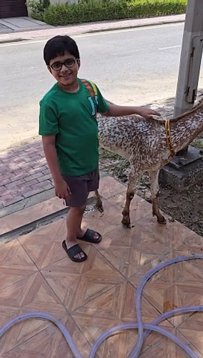 Loving Qurbani