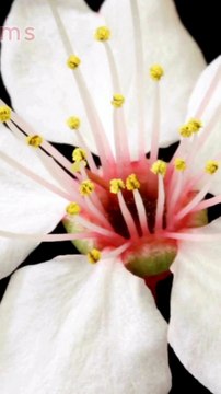 Most Beautiful Flowers in the World 2024 Blooming Flowers #shorts #flowers #timelapseblooms #5