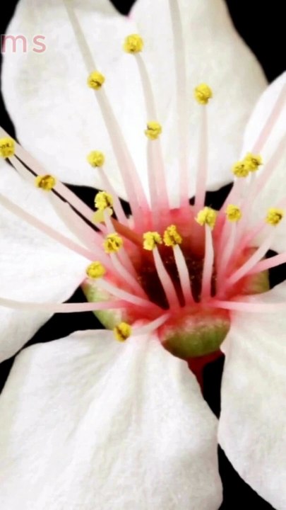 Most Beautiful Flowers in the World 2024 Blooming Flowers #shorts #flowers #timelapseblooms #5