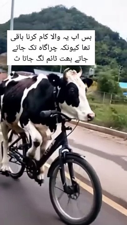 Funny Cyclist Cow