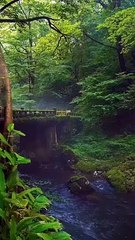 Beautiful of Nature Green Environment Scene