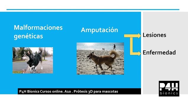 Causas por las cuáles se emplean prótesis para animales