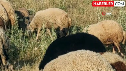 Koyunların üstünden beslenen kuşlar ilginç görüntüye sahne oluyor