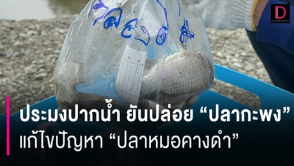 ตอบโจทย์ลดจริง! ประมงปากน้ำ ยันปล่อย "ปลากะพง" แก้ไขปัญหา "ปลาหมอคางดำ" | HOTSHOT เดลินิวส์ 30/07/67