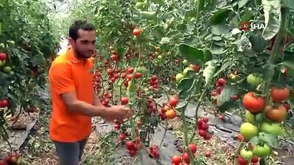 Deneme amacıyla yetiştirildi! Bu domatesler hastalığa yakalanmıyor