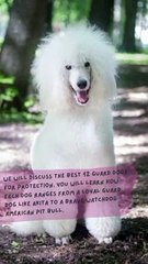 12 Best Guard Dogs for Family Protection