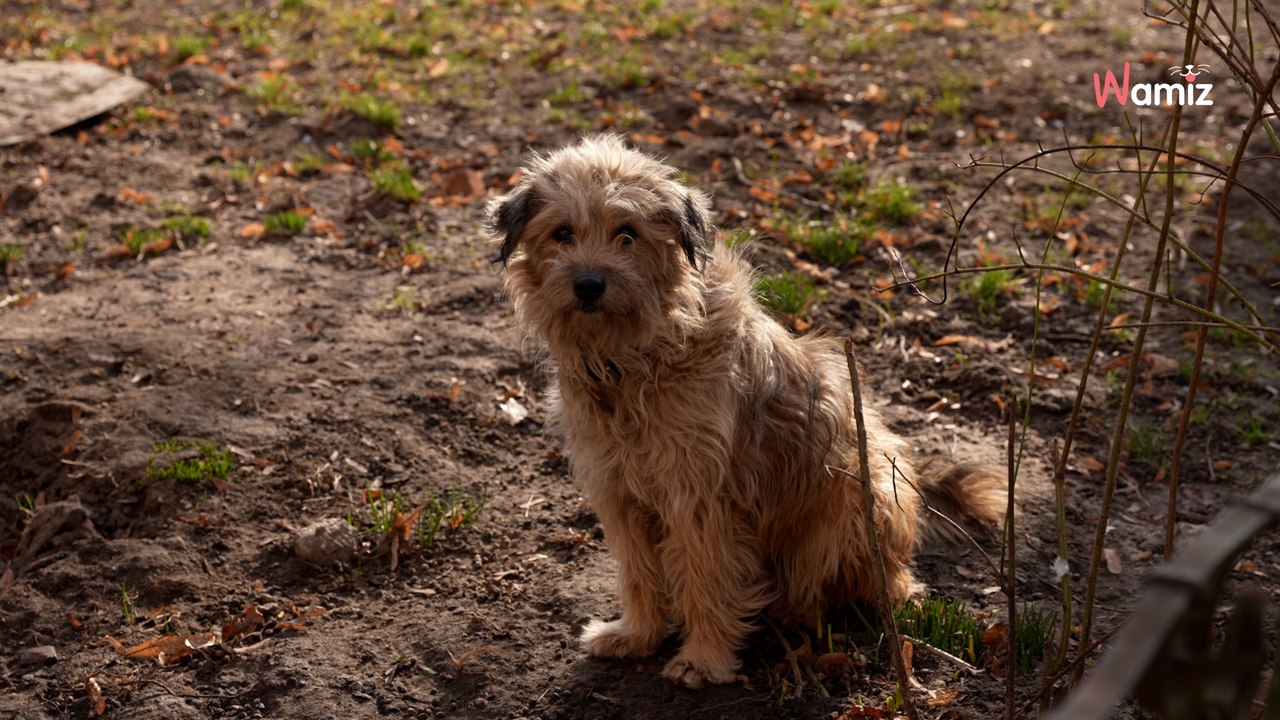 Il voit un chien attaché à un arbre, mais le pire est dans le petit sac qui se trouve à côté