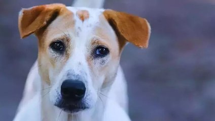 Sahipsiz hayvanlara yönelik kanun teklifi TBMM Genel Kurulu'nda kabul edildi