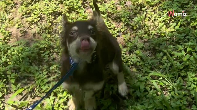 « Elle a été élevée par des lapins » : quand ce chiot est en laisse pour la première fois, sa réaction étonne (vidéo)