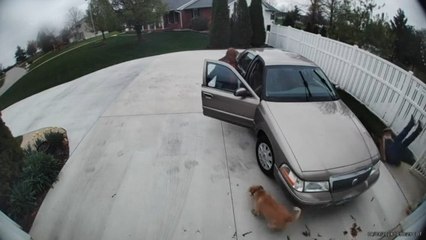 Dogs Push Man to Ground While Running Out of Gate