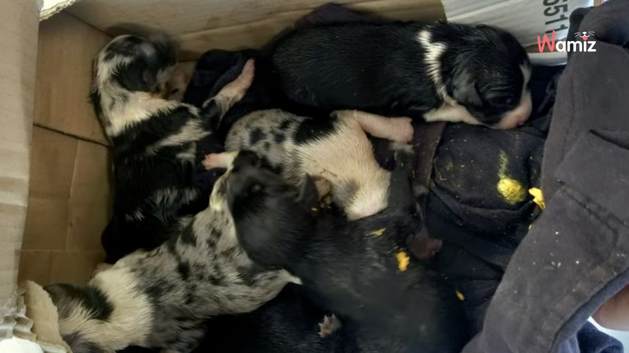 Alertés par des bruits, un homme découvre l’impensable au milieu des poubelles