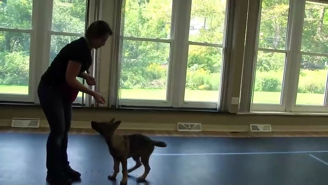 How to Train a Dog to Sit