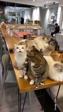 Cat Force Waiting for Food