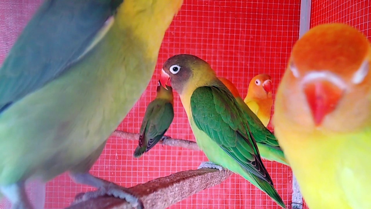 Beautiful Love Bird Vlog # 5 17-03-2023  Lovebird