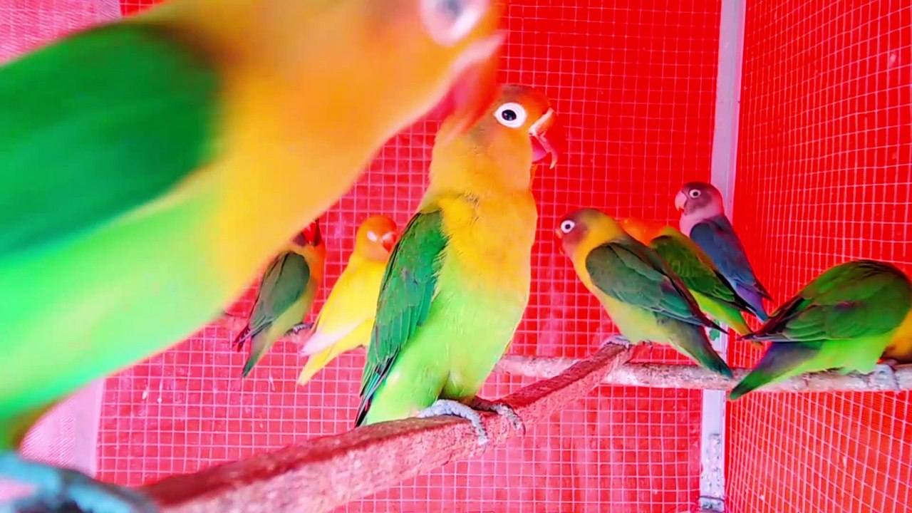 Beautiful Love Bird Vlog # 4 16-03-2023  Lovebird