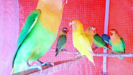 Beautiful Love Bird Vlog # 3 11-03-2023  Lovebird