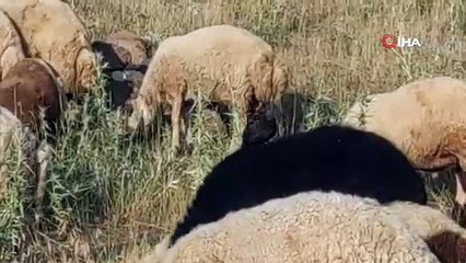 İlginç görüntüler ortaya çıktı! Koyunların üzerine konarak besleniyorlar!