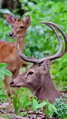 Sangai Deer Enjoying Wildlife Moments Under a Tree