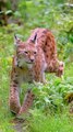 Eurasian Lynx Walking Through the Forest