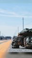 Alligator Snapping Turtle Walking on the Road