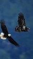 White-Tailed Eagle and Bald Eagle Soaring in the Sky