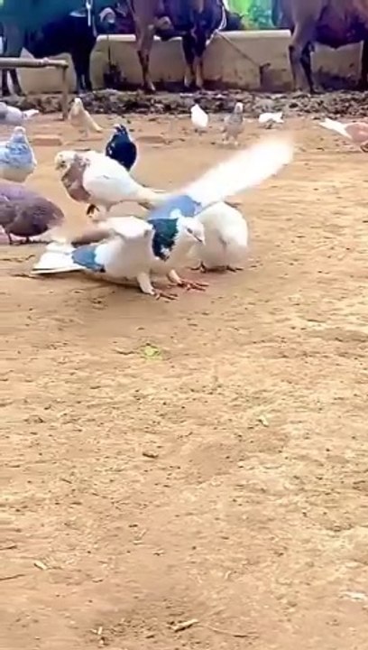 Pigeon doing a summersault