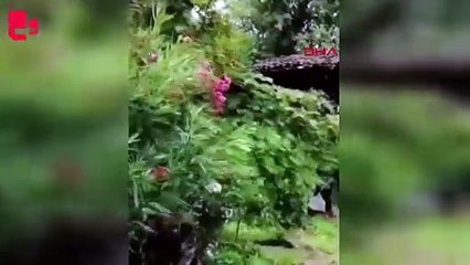 Heyelanla kökünden sökülen fındık ağacının sürüklenmesi kamerada