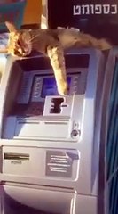 Cat owns ATM