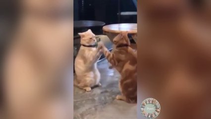 Funniest DOGS & CATS ever  Try NOT to LAUGH #8