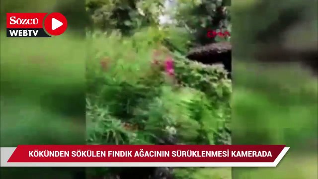 Heyelanla kökünden sökülen fındık ağacının sürüklenmesi kamerada