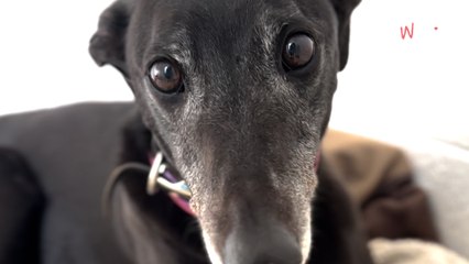 Essex: Abandoned after the birth of a baby, this dog's heart is totally broken