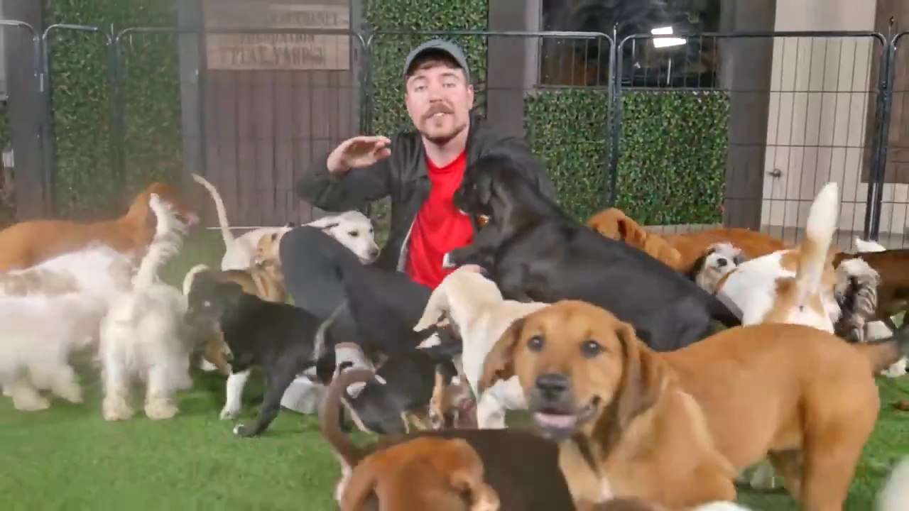 I Saved 100 Dogs From Dying