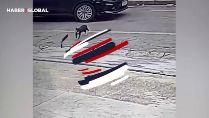 Dünyanın en şanslı sokak kedisi kahkahaya boğdu: Ezilmekten son anda kurtuldu, önüne tavuk düştü