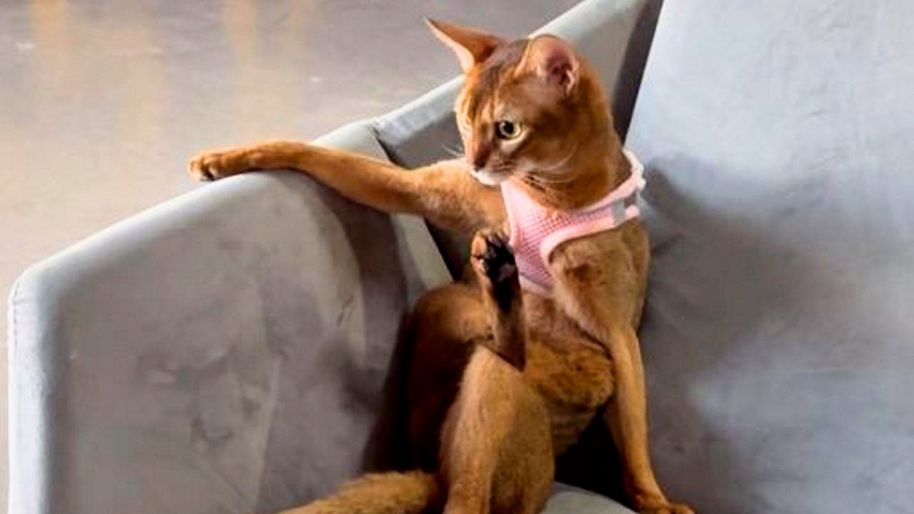 Katze sitzt im Schneidersitz wie ein Mensch