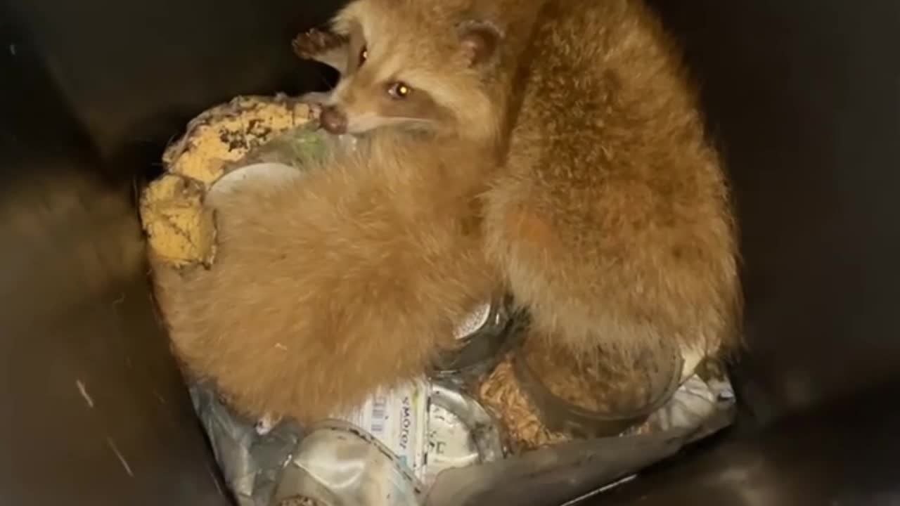 Gesves : des ratons laveurs fort intrusifs