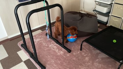 A dog satisfied with football.