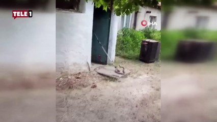Bir eve daha yılan girdi! Aniden saldırıya geçtiği anlar paniğe neden oldu