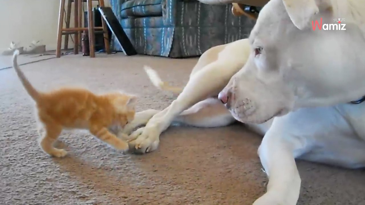 Kätzchen provoziert Pitbull: 12 Millionen feiern spektakulären Moment