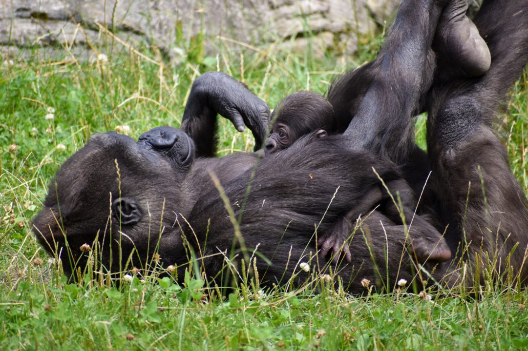 Österreichs erstes Gorilla-Baby auf Erkundungstour
