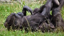 Österreichs erstes Gorilla-Baby auf Erkundungstour