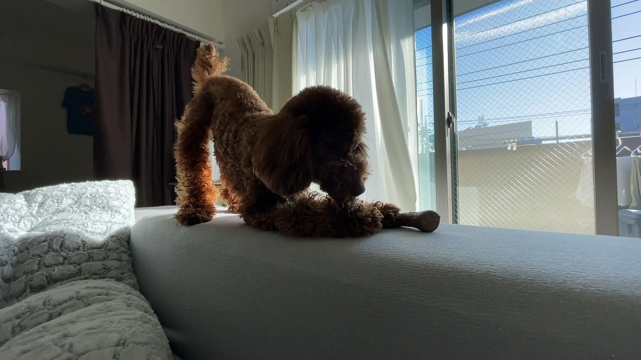 A holiday spent with my dog.