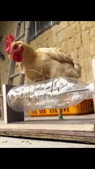 Most Funny Videos On Internet #funny #viral