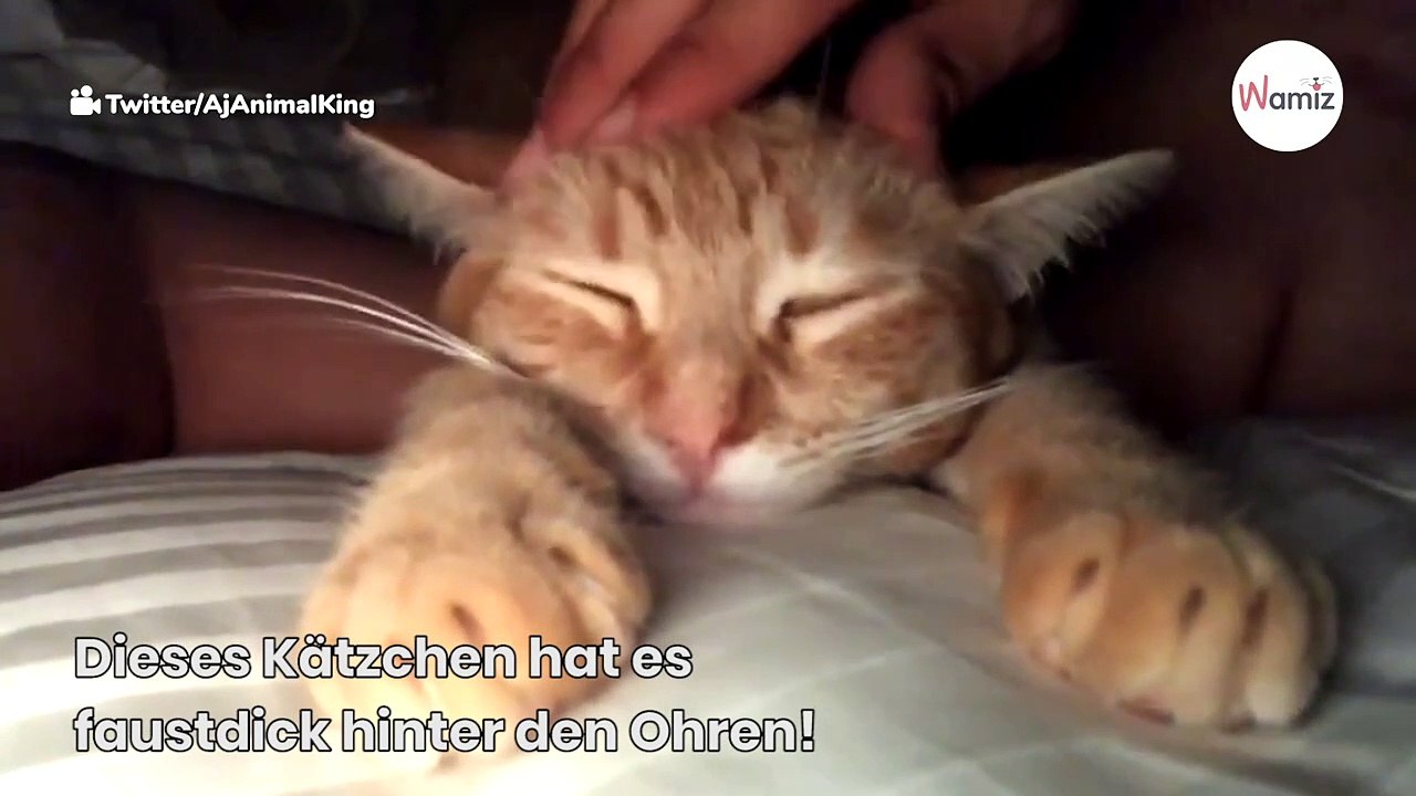 Kätzchen kommt zur Badewanne: Es kommt, wie es kommen muss (Video)