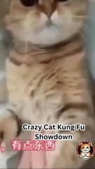 Crazy Cat Kung Fu Showdown