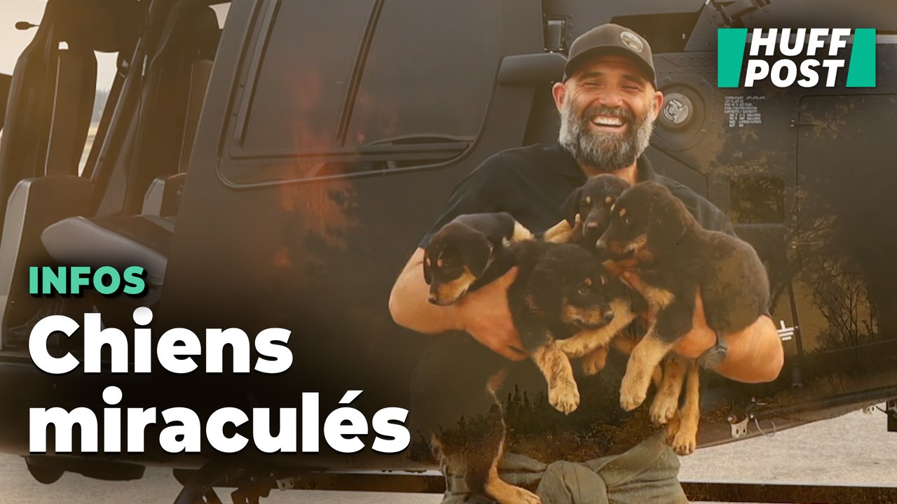 Cette famille de chiens est miraculée de l’incendie de Park fire grâce au courage d’un sauveteur