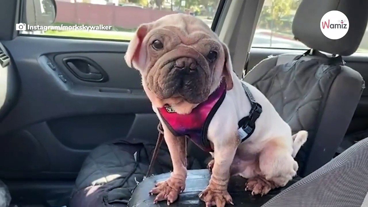 Welpe soll zu Hundefleisch werden: Ein winziges Detail bringt die Wende